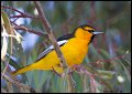 _2SB7568 bullocks oriole